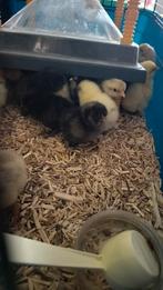 Kuikens, Dieren en Toebehoren, Pluimvee