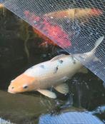 Japanse Koi gin Bekko 65 cm , weg wegens stopzetting hobby