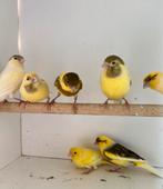 Kanarie, kanaries., Dieren en Toebehoren, Vogels | Kanaries