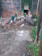 Jonge pauwen, Plusieurs animaux, Autres espèces