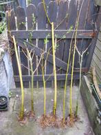 Boutures de saule enracinées, Jardin & Terrasse, Enlèvement, Autres espèces, Arbuste, 250 cm ou plus
