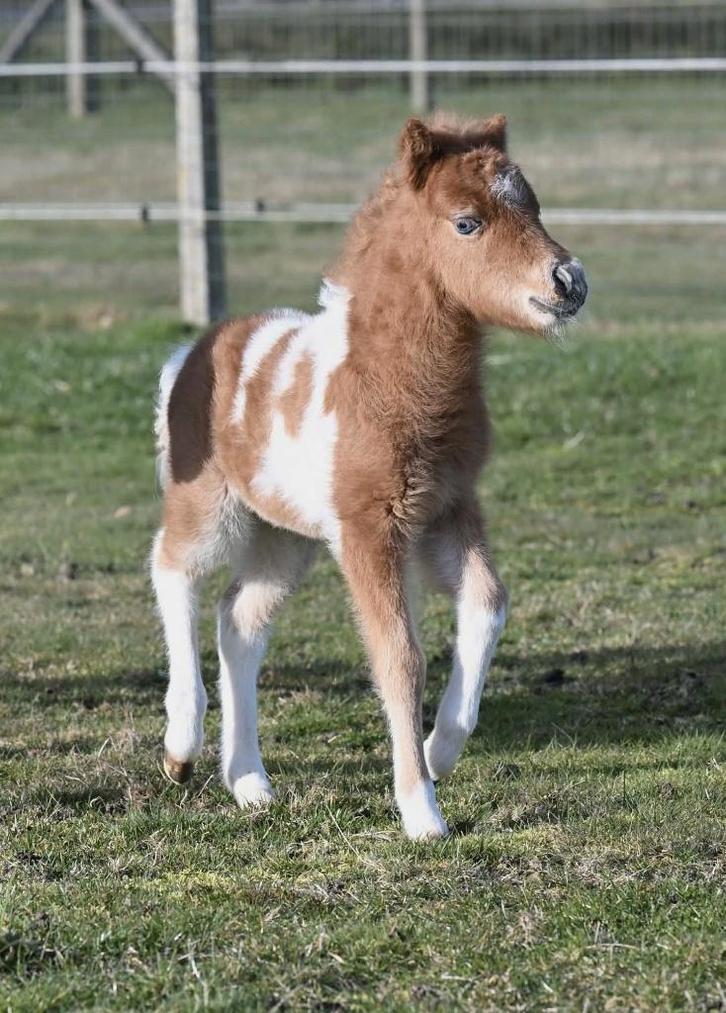 AMHA/NMPRS minatuurpaard hengstje veulen, Dieren en Toebehoren, Pony's, Hengst, Met stamboom, Gechipt, Ontwormd, Ingeënt