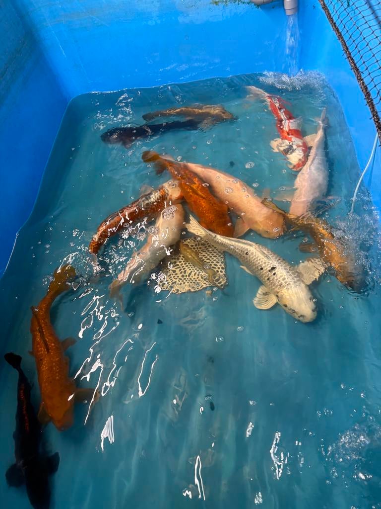 11 koi tot 55 cm, Animaux & Accessoires, Poissons | Poissons d'étang, Carpe ou Koï