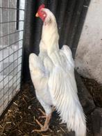 Coq Shamo, Poule ou poulet