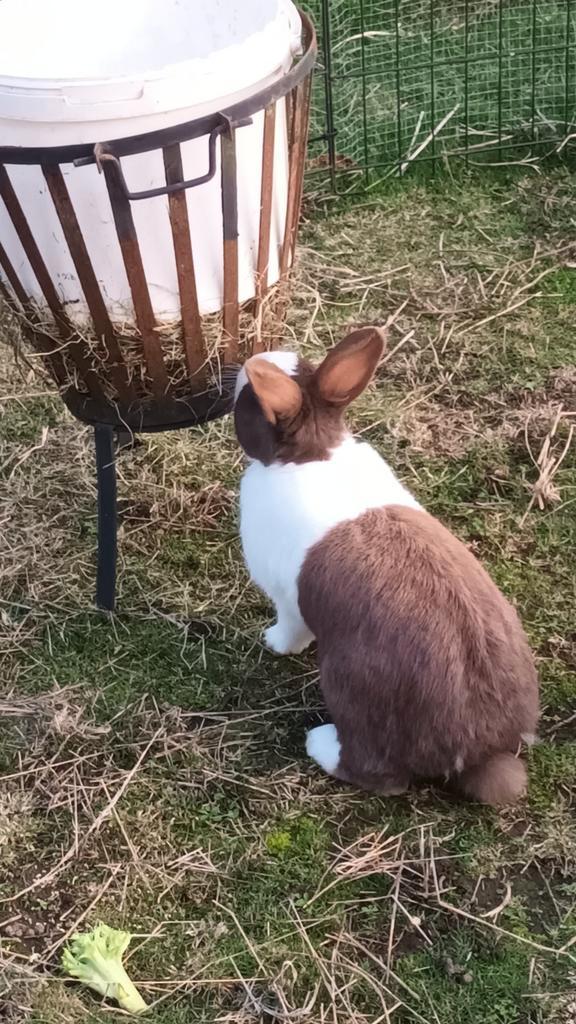 Chocolade bruin Hollander konijn man, Animaux & Accessoires, Lapins, Petit, Mâle, 3 à 5 ans
