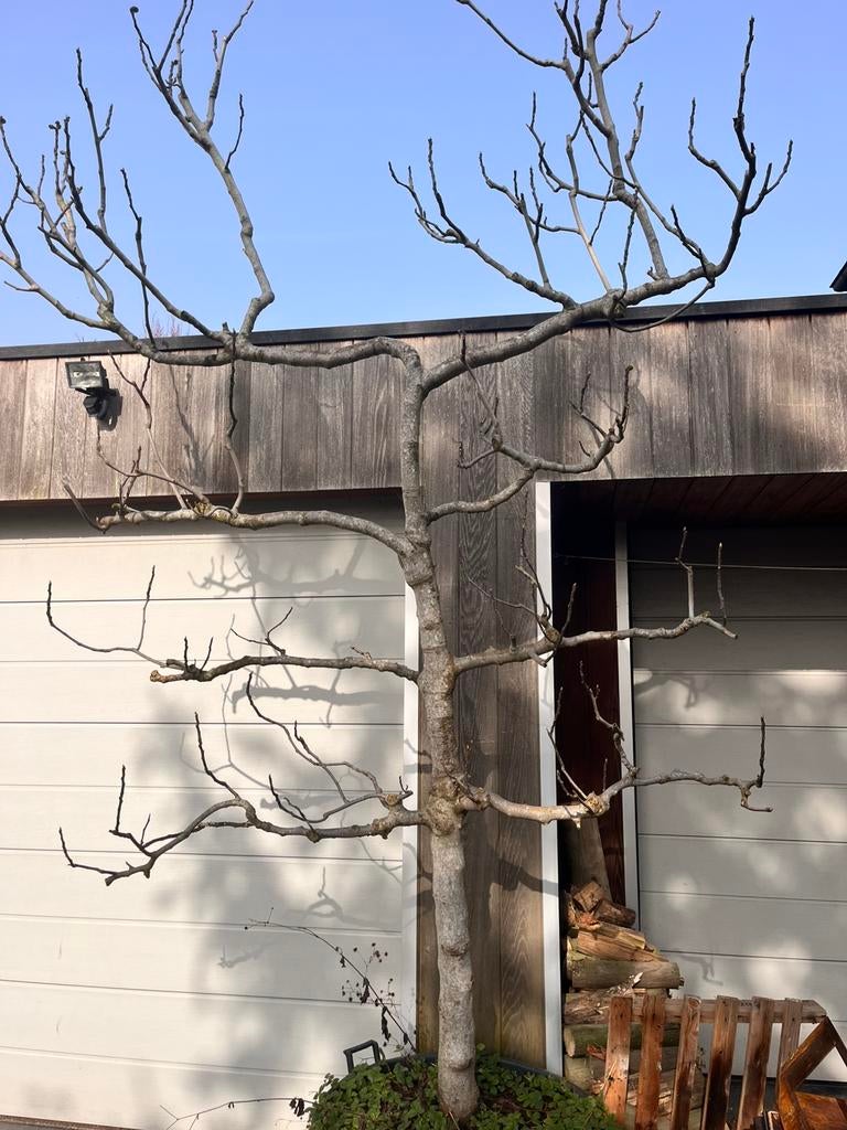 Lei-vijg h300 b170 stamomtrek 34cm, Jardin & Terrasse, Plantes | Arbres, En pot, Espalier, Plein soleil, Enlèvement