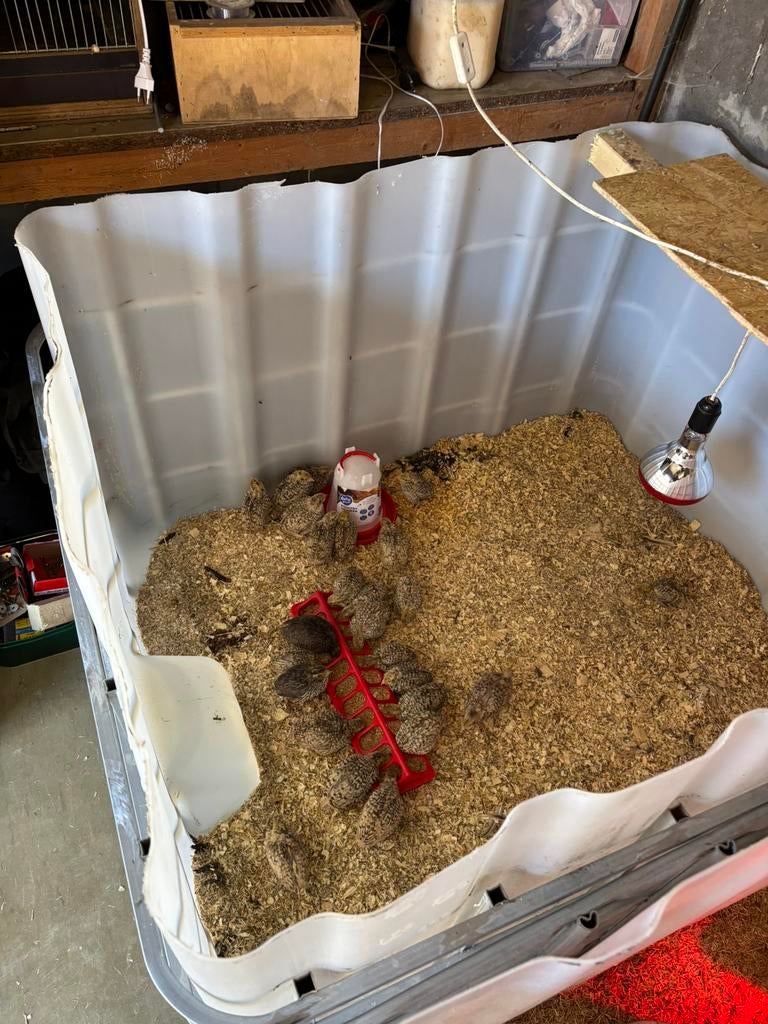 Verschillende kuikens, Plusieurs animaux