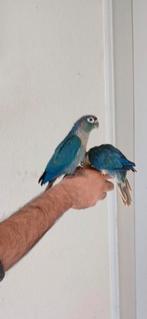 Pyrrhuras manuelle violette df, Animaux & Accessoires