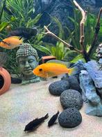 2 van elk tekoop, Dieren en Toebehoren, Vis, Zoetwatervis