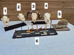 Didactische modellen schedels hond , egel, mouflon ,schaap, Verzenden, Schedel