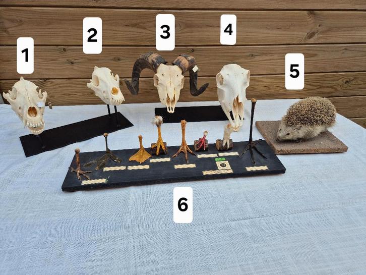 Didactische modellen schedels hond , egel, mouflon ,schaap, Verzamelen, Dierenverzamelingen, Schedel, Verzenden