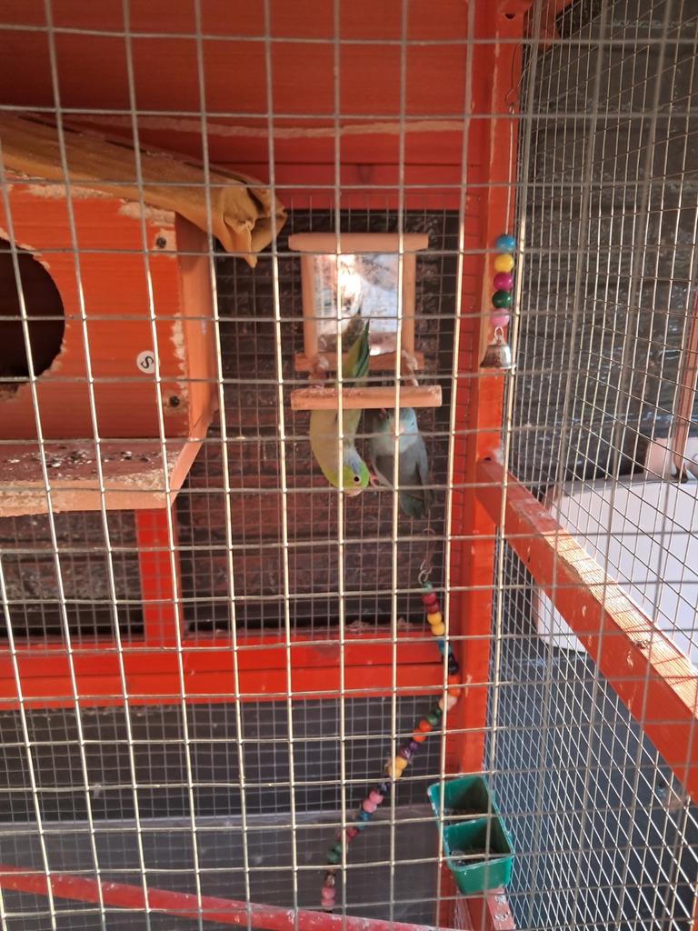 Forpussen koppel te koop vrouwtje blauw manntje groen, Animaux & Accessoires, Oiseaux | Perruches & Perroquets