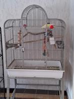 Perruche à collier demi-apprivoisé avec cage, Animaux & Accessoires, Oiseaux | Cages & Volières, Enlèvement ou Envoi