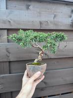 Juniperus bonsai - Jeneverbes, Lente, Minder dan 100 cm, Volle zon, In pot