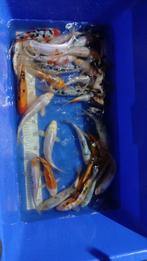 Mix koi 20/25cm, Dieren en Toebehoren, Vissen | Vijvervissen, Karper of Koi