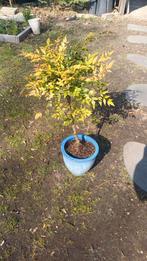 1 hemelse bamboe, Tuin en Terras, Planten | Bomen, Ophalen