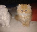 Perzische kat, Ophalen