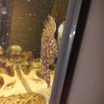 ancistrus l519 rio itenez, Dieren en Toebehoren