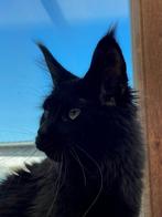 Polydactyl Maine Coon poes met  stamboom! 2jaar oud., Chatte ou Chat, Vermifugé, 0 à 2 ans