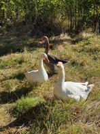 Oies a vendre, Animaux & Accessoires, Volatiles, Plusieurs animaux, Oie ou Cygne