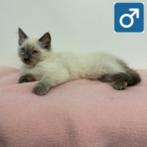 Ragdoll kittens te koop - Vol charme en rust, Meerdere dieren, Gechipt, 0 tot 2 jaar