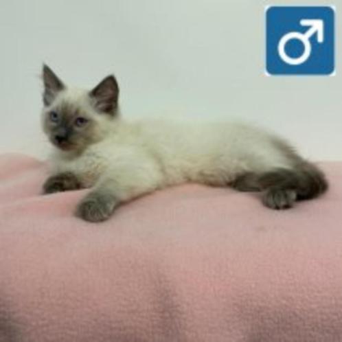 Ragdoll kittens te koop - Vol charme en rust, Dieren en Toebehoren, Katten en Kittens | Raskatten | Langhaar, Meerdere dieren