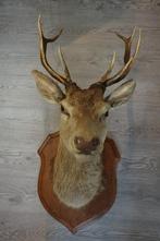 groot taxidermie edelhert kop - 120 cm hoog, Gewei of Kop, Ophalen of Verzenden, Hert