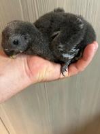 ️️❤️️  Tamme baby edelpapegaai pop van 4 weken, Vrouwelijk, Papegaai, Pratend