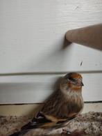 Femelle hybride chardonneret x canaris, Femelle