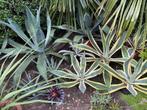 Agaven en andere, Tuin en Terras, Volle zon, Vaste plant, Zomer, Ophalen