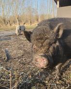 Hangbuikvarken(s) zoekt nieuwe thuis, Porcs