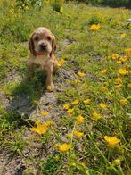 Engelse  cockerspaniël pups, Dieren en Toebehoren, België, CDV (hondenziekte), 8 tot 15 weken, Meerdere