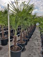 Trachycarpus fortunei palmboom, Tuin en Terras, Ophalen