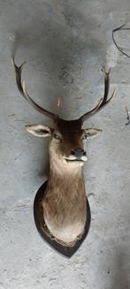 Belle tête de  cerf ., Ophalen, Zo goed als nieuw, Hert