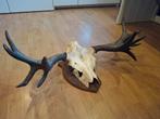 Schedel eland, Verzamelen, Dierenverzamelingen, Ophalen, Schedel