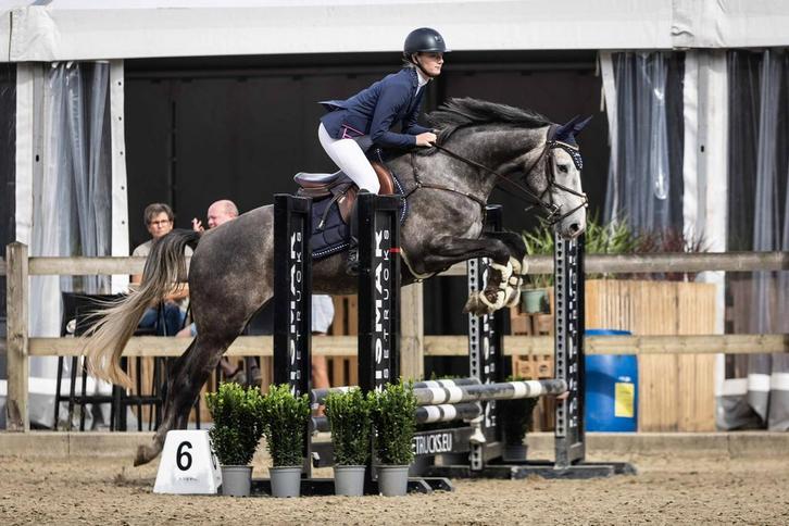 3,5 jarige ruin, Dieren en Toebehoren, Paarden, Ruin, Zadelmak, 160 tot 165 cm, 3 tot 6 jaar, Springpaard, Met stamboom, Gechipt