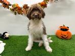 Lagotto Romagnolo - Italiaanse Waterhond pup, Dieren en Toebehoren, België, 15 weken tot 1 jaar, CDV (hondenziekte), Eén hond