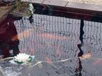 Koi's vissen  3 stuks, Dieren en Toebehoren