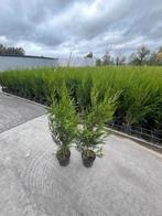 Coniferen,thuja pl atrovirens, Tuin en Terras, Ophalen, Haag