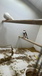 Zebravinken Xl /charcoals, Bagué