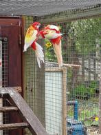 rosella, Dieren en Toebehoren, Meerdere dieren, Parkiet, Geringd