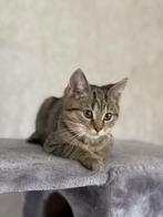 Tiger tabby kittens te koop