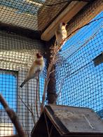 Destel vink 1 pop te koop, Dieren en Toebehoren, Vogels | Kanaries