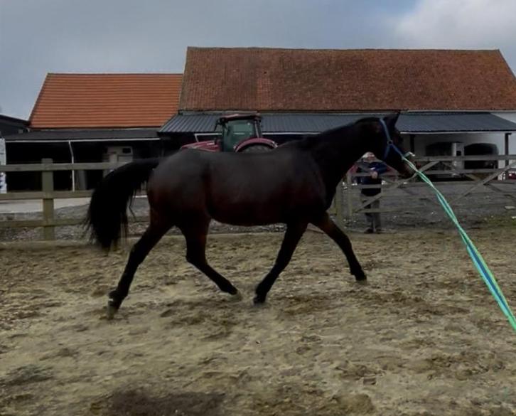 14 jarige rij/fokmerrie met mooie afstamming, Dieren en Toebehoren, Paarden, Merrie