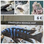 Cynothylapia ndonga deep cichliden malawi hobbykweek, Dieren en Toebehoren, Vissen | Aquariumvissen, Vis, Zoetwatervis