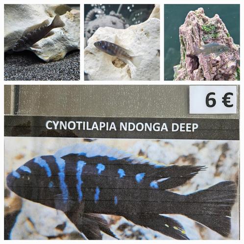 Cynothylapia ndonga deep cichliden malawi hobbykweek, Dieren en Toebehoren, Vissen | Aquariumvissen, Zoetwatervis, Vis