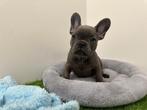 Chiots Bouledogue Français, Animaux & Accessoires, Hépatite contagieuse (maladie de Rubarth), Bouledogue, Plusieurs, Belgique