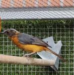 0-1 sneeuwkruin tapuit, Dieren en Toebehoren, Vrouwelijk, Wildzangvogel, Geringd