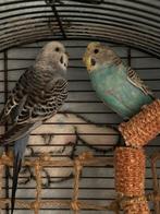2 perruches a l’adoption, Dieren en Toebehoren, Vogels | Parkieten en Papegaaien, Mannelijk