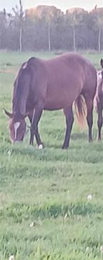 sorrel paint merrie met veulen APHA, Merrie, 3 tot 6 jaar, Westernpaard, Onbeleerd